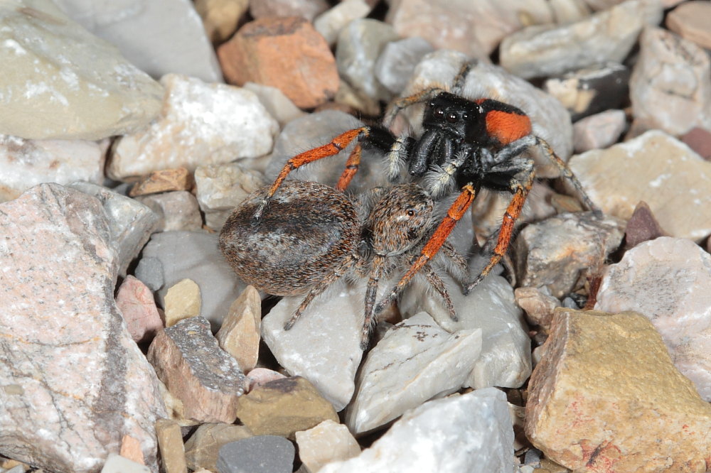 Philaeus chrysops (servizio fotografico completo)